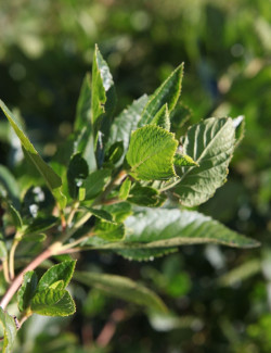CLETHRA alnifolia VANILLA SPICE - Clèthre à feuilles d'aulne