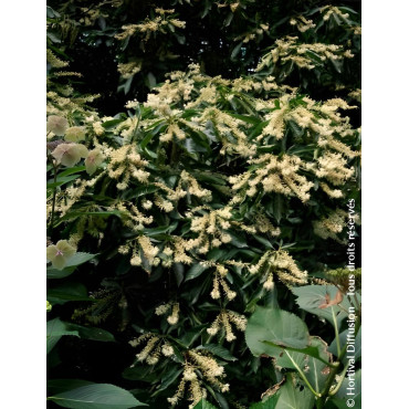 CLETHRA barbinervis - Clèthre du Japon
