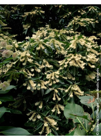 CLETHRA barbinervis - Clèthre du Japon