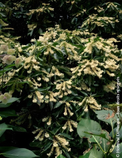 CLETHRA barbinervis - Clèthre du Japon