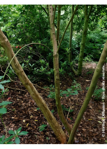 CLETHRA barbinervis - Clèthre du Japon