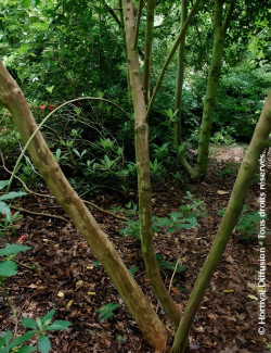 CLETHRA barbinervis - Clèthre du Japon