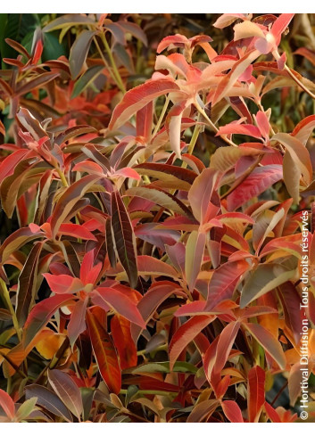 CLETHRA barbinervis - Clèthre du Japon