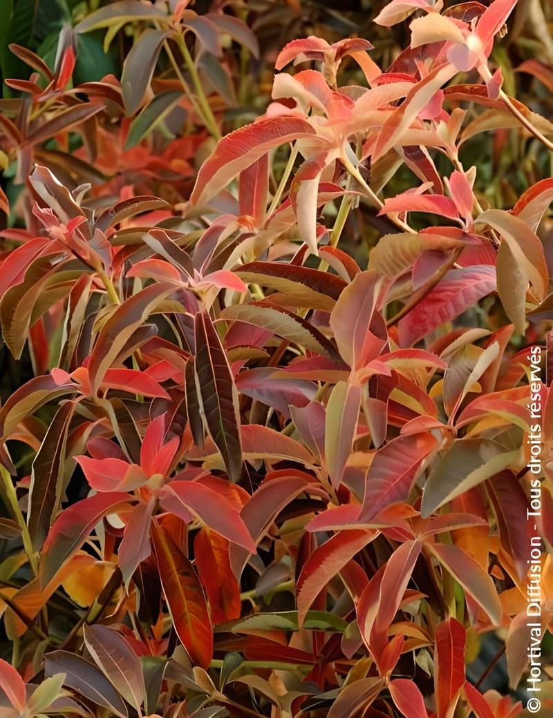 CLETHRA barbinervis - Clèthre du Japon