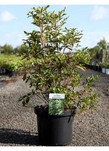 CLETHRA barbinervis - Clèthre du Japon En pot de 10-12 litres buisson hauteur 060-080 cm