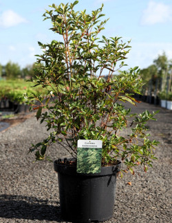 CLETHRA barbinervis - Clèthre du Japon En pot de 10-12 litres buisson hauteur 060-080 cm