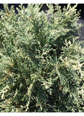 CHAMAECYPARIS lawsoniana PEARLY SWIRLS - Cyprès de Lawson