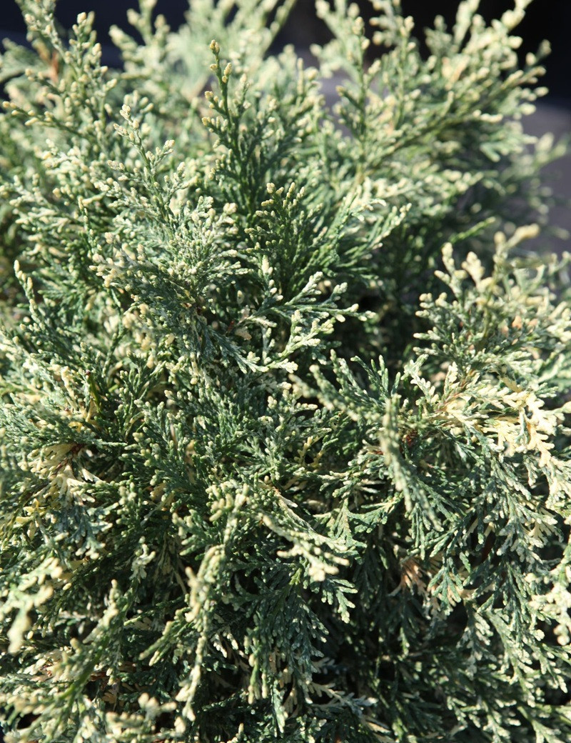 CHAMAECYPARIS lawsoniana PEARLY SWIRLS - Cyprès de Lawson