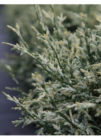 CHAMAECYPARIS lawsoniana PEARLY SWIRLS - Cyprès de Lawson