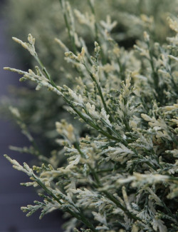 CHAMAECYPARIS lawsoniana PEARLY SWIRLS - Cyprès de Lawson