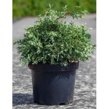 CHAMAECYPARIS lawsoniana PEARLY SWIRLS - Cyprès de Lawson En pot de 7-10 litres hauteur 030-040 cm