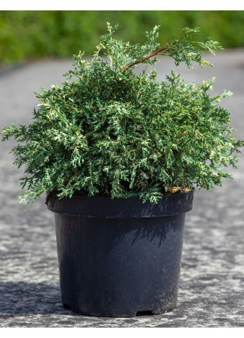 CHAMAECYPARIS lawsoniana PEARLY SWIRLS - Cyprès de Lawson En pot de 7-10 litres hauteur 030-040 cm