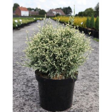 CHAMAECYPARIS lawsoniana PEARLY SWIRLS - Cyprès de Lawson En pot de 7-10 litres hauteur 030-040 cm