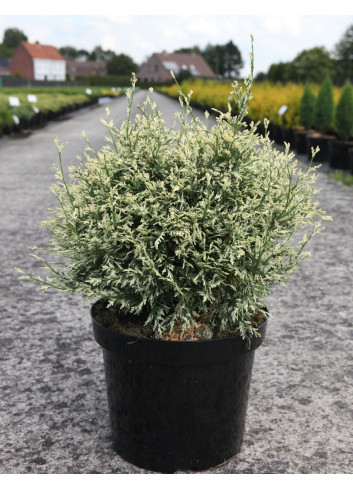 CHAMAECYPARIS lawsoniana PEARLY SWIRLS - Cyprès de Lawson En pot de 7-10 litres hauteur 030-040 cm