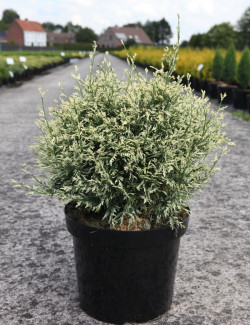 CHAMAECYPARIS lawsoniana PEARLY SWIRLS - Cyprès de Lawson En pot de 7-10 litres hauteur 030-040 cm