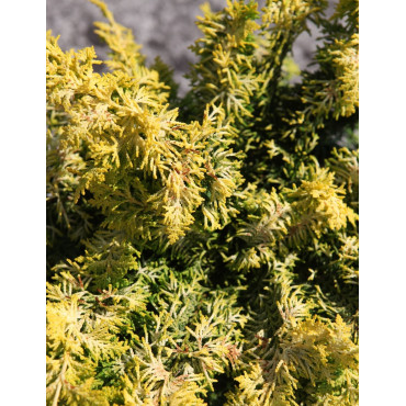 CHAMAECYPARIS obtusa FERNSPRAY - Faux cyprès d'Hinoki