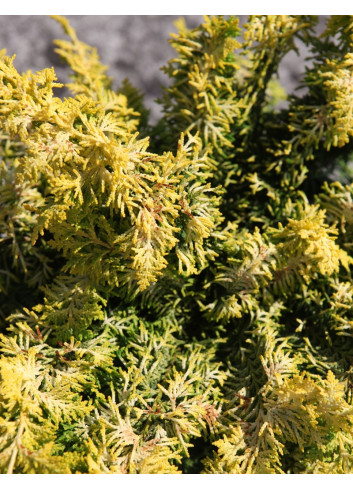 CHAMAECYPARIS obtusa FERNSPRAY - Faux cyprès d'Hinoki