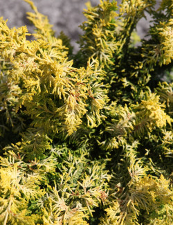 CHAMAECYPARIS obtusa FERNSPRAY - Faux cyprès d'Hinoki