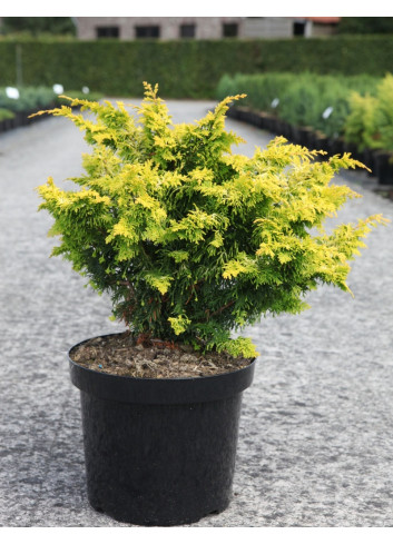 CHAMAECYPARIS obtusa FERNSPRAY - Faux cyprès d'Hinoki