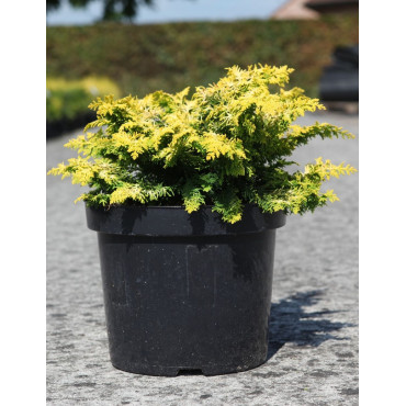 CHAMAECYPARIS obtusa FERNSPRAY - Faux cyprès d'Hinoki
