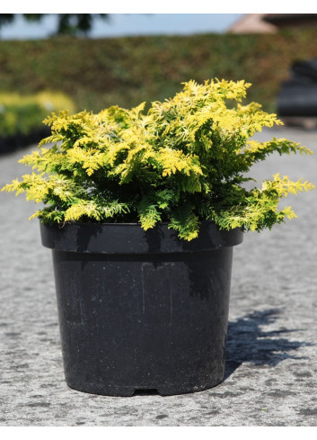 CHAMAECYPARIS obtusa FERNSPRAY - Faux cyprès d'Hinoki