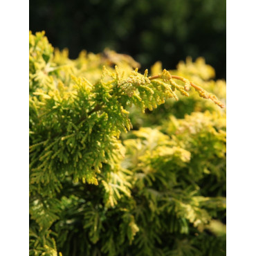 CHAMAECYPARIS obtusa FERNSPRAY - Faux cyprès d'Hinoki