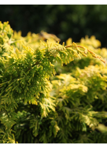 CHAMAECYPARIS obtusa FERNSPRAY - Faux cyprès d'Hinoki