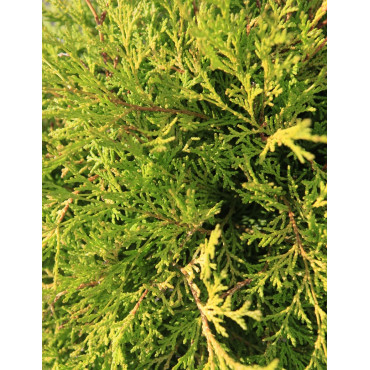 CHAMAECYPARIS obtusa KAMARACHIBA - Faux cyprès d'Hinoki