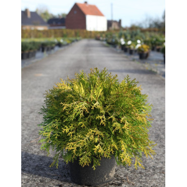 CHAMAECYPARIS obtusa KAMARACHIBA - Faux cyprès d'Hinoki En pot de 7-10 litres hauteur 030-040 cm