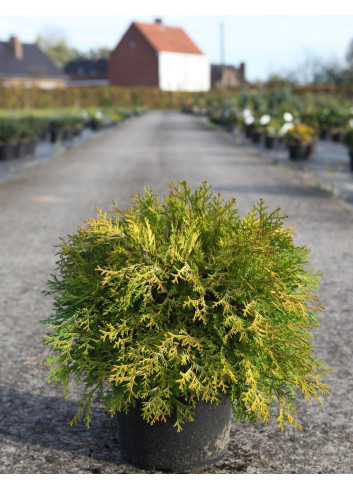CHAMAECYPARIS obtusa KAMARACHIBA - Faux cyprès d'Hinoki En pot de 7-10 litres hauteur 030-040 cm