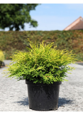 CHAMAECYPARIS obtusa KAMARACHIBA - Faux cyprès d'Hinoki En pot de 7-10 litres hauteur 030-040 cm