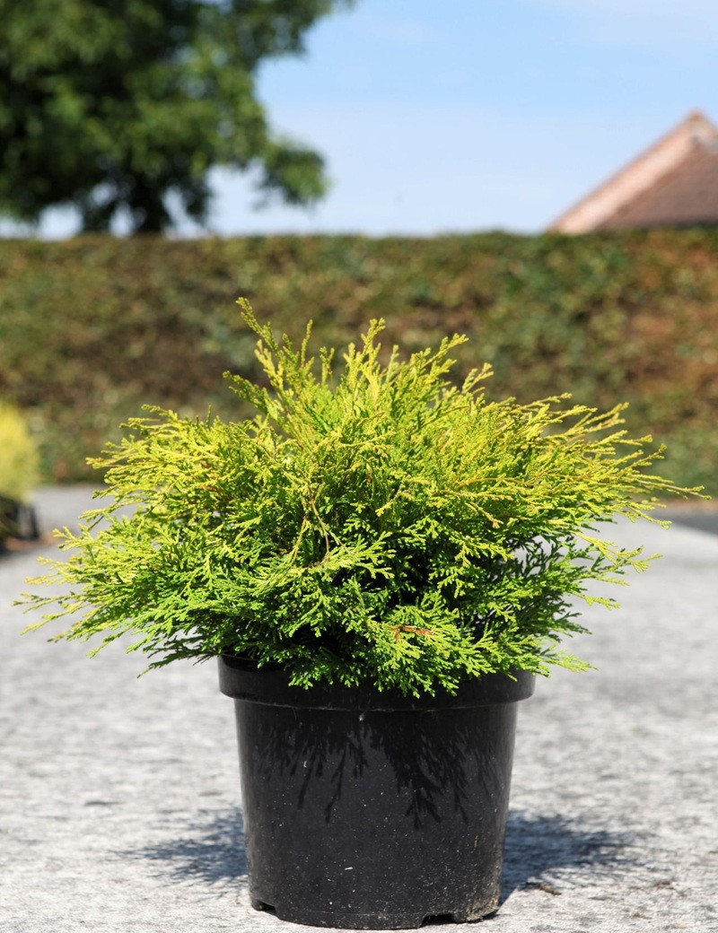 CHAMAECYPARIS obtusa KAMARACHIBA - Faux cyprès d'Hinoki En pot de 7-10 litres hauteur 030-040 cm