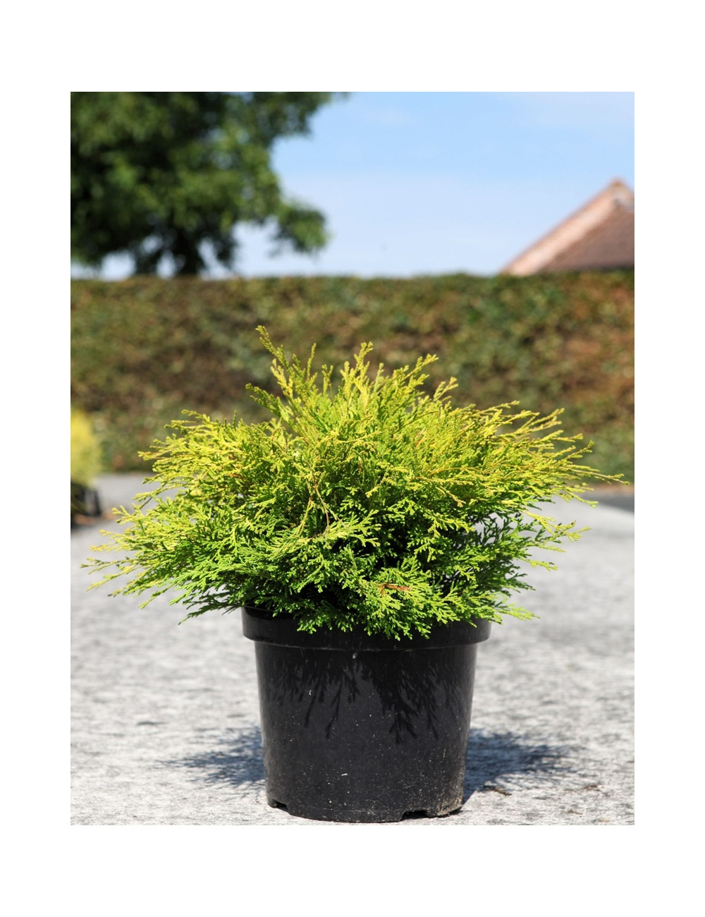 CHAMAECYPARIS obtusa KAMARACHIBA - Faux cyprès d'Hinoki En pot de 7-10 litres hauteur 030-040 cm