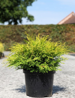 CHAMAECYPARIS obtusa KAMARACHIBA - Faux cyprès d'Hinoki En pot de 7-10 litres hauteur 030-040 cm