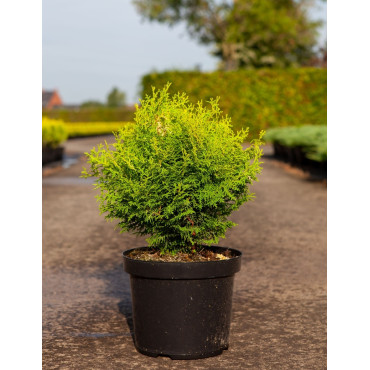 CHAMAECYPARIS obtusa KLUCAS - Faux cyprès d'Hinoki En pot de 7-10 litres hauteur 030-040 cm