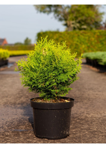 CHAMAECYPARIS obtusa KLUCAS - Faux cyprès d'Hinoki En pot de 7-10 litres hauteur 030-040 cm