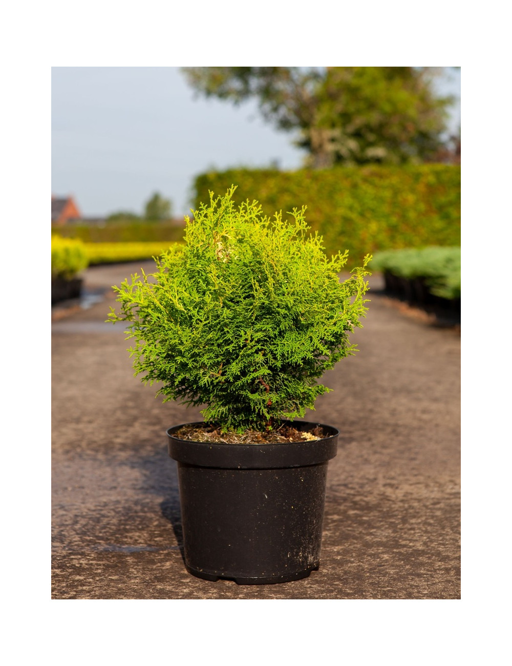CHAMAECYPARIS obtusa KLUCAS - Faux cyprès d'Hinoki En pot de 7-10 litres hauteur 030-040 cm