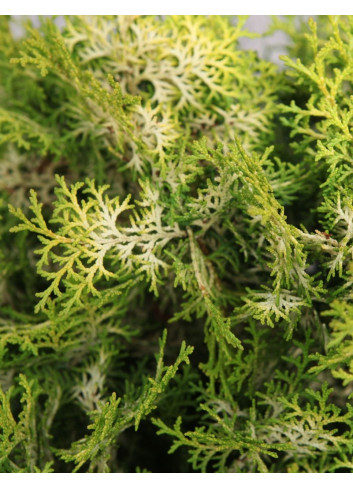 CHAMAECYPARIS obtusa KLUCAS - Faux cyprès d'Hinoki