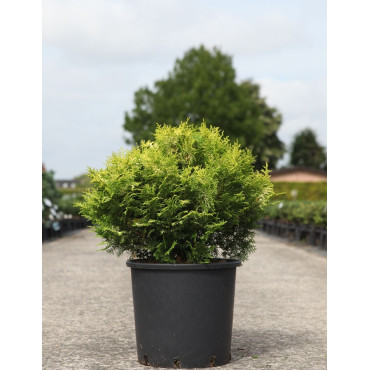 CHAMAECYPARIS obtusa KLUCAS - Faux cyprès d'Hinoki En pot de 15-20 litres hauteur 040-050 cm