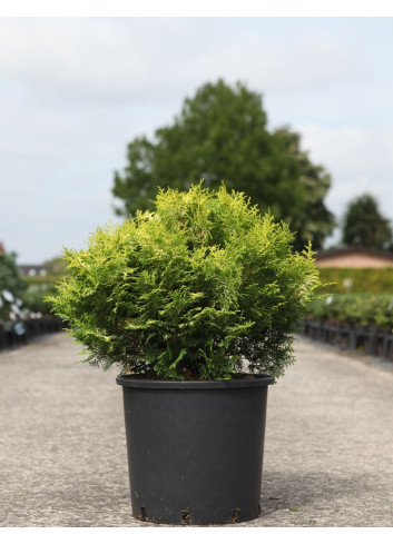 CHAMAECYPARIS obtusa KLUCAS - Faux cyprès d'Hinoki En pot de 15-20 litres hauteur 040-050 cm