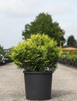 CHAMAECYPARIS obtusa KLUCAS - Faux cyprès d'Hinoki En pot de 15-20 litres hauteur 040-050 cm