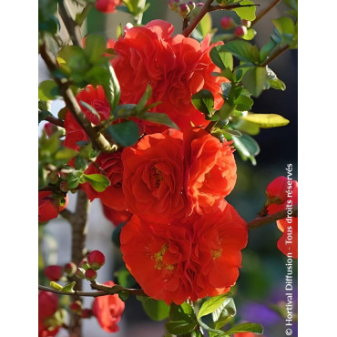 CHAENOMELES speciosa ORANGE STORM® - Cognassier du Japon