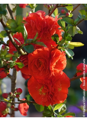 CHAENOMELES speciosa ORANGE STORM® - Cognassier du Japon