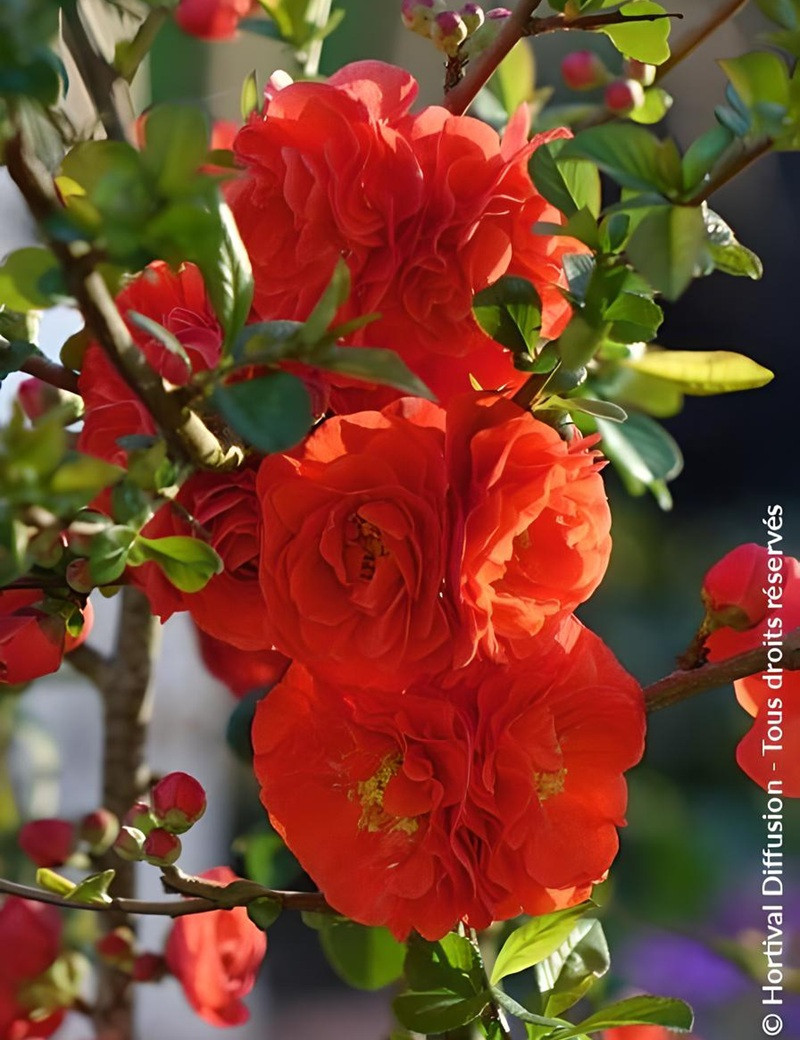 CHAENOMELES speciosa ORANGE STORM® - Cognassier du Japon