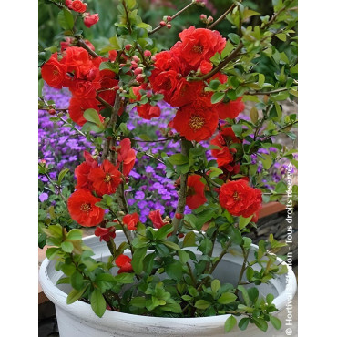 CHAENOMELES speciosa ORANGE STORM® - Cognassier du Japon