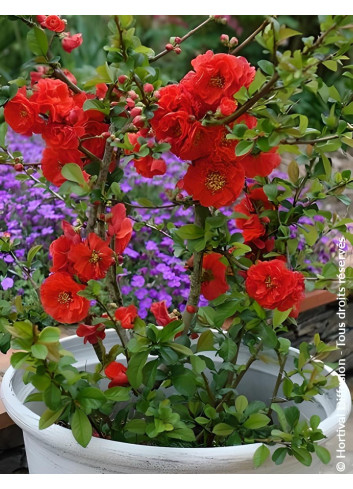 CHAENOMELES speciosa ORANGE STORM® - Cognassier du Japon
