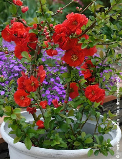 CHAENOMELES speciosa ORANGE STORM® - Cognassier du Japon