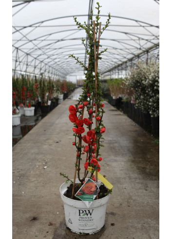 CHAENOMELES speciosa ORANGE STORM® - Cognassier du Japon En pot de 10-12 litres hauteur 080-100 cm