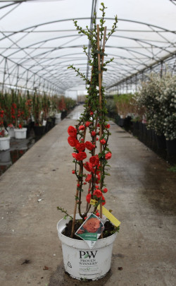 CHAENOMELES speciosa ORANGE STORM® - Cognassier du Japon En pot de 10-12 litres hauteur 080-100 cm