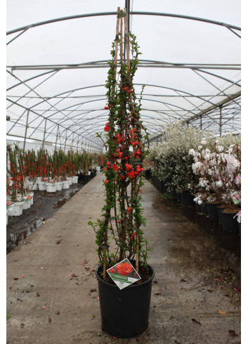 CHAENOMELES speciosa ORANGE STORM® - Cognassier du Japon En pot de 15-20 litres hauteur 100-125 cm